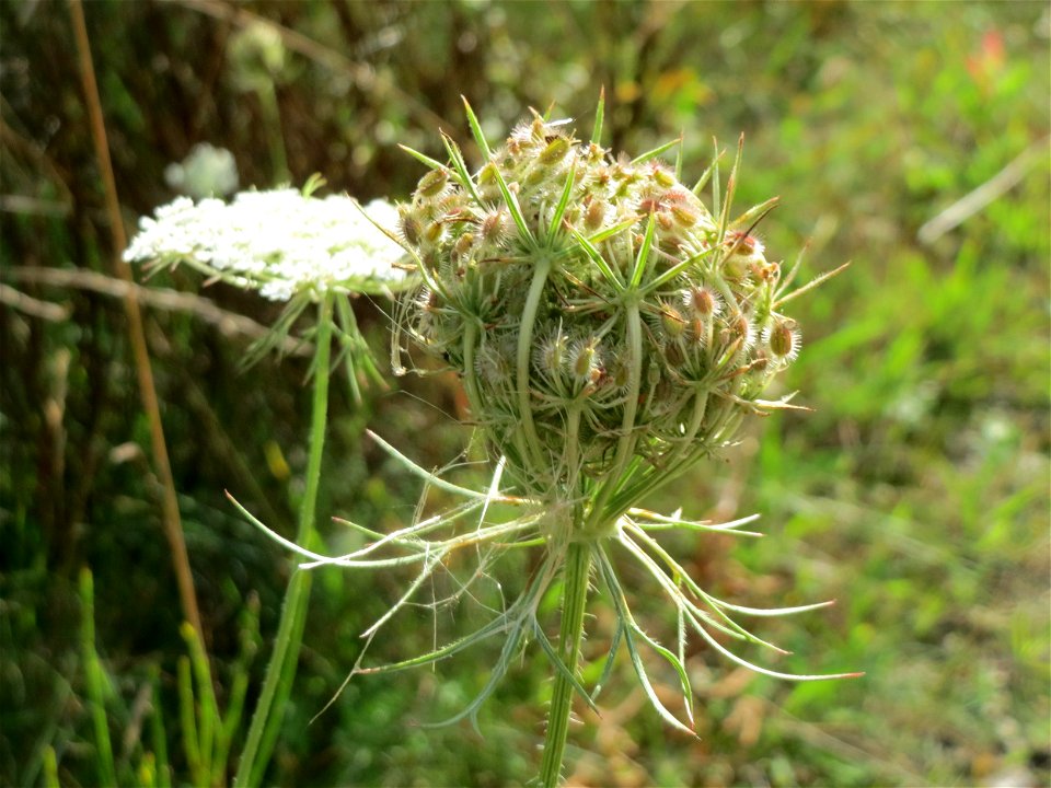 Wilde Möhre (Daucus carota) im Schwetzinger Hardt photo