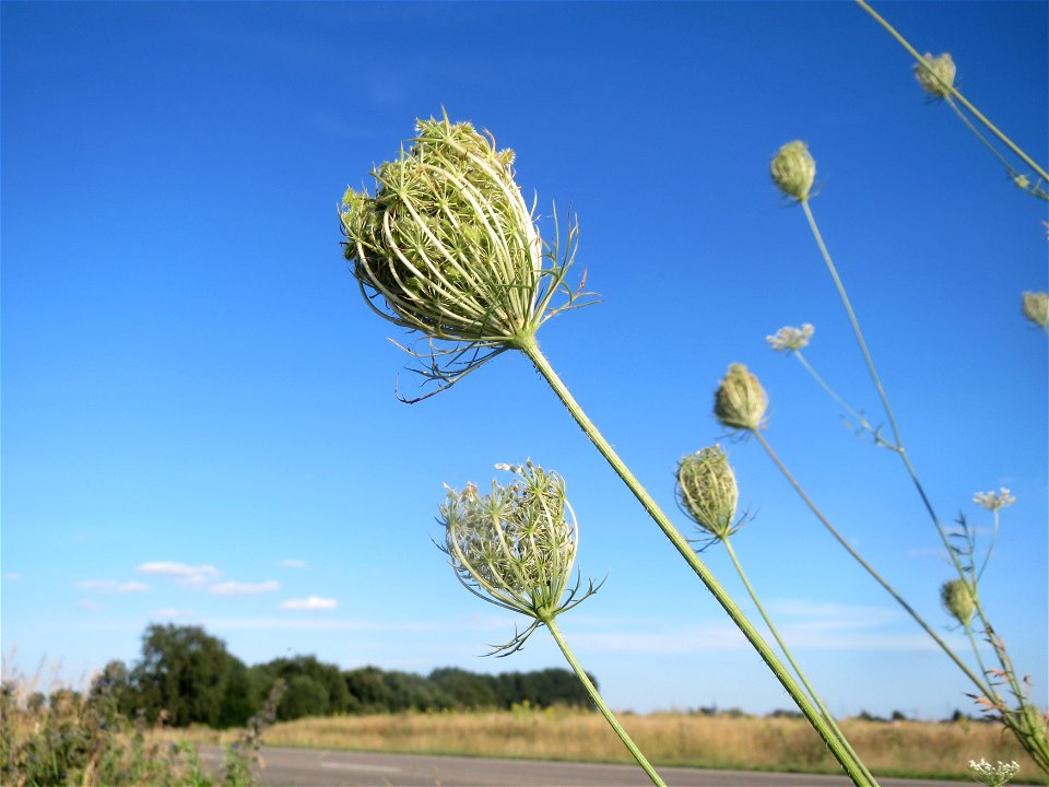 Wilde Möhre (Daucus carota) bei Hockenheim