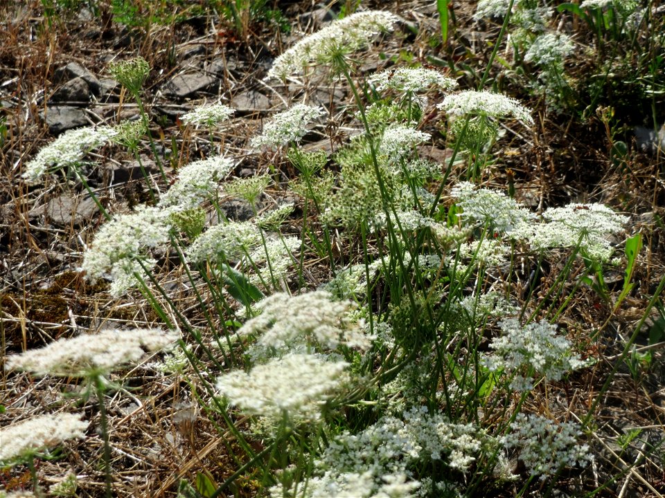 Wilde Möhre (Daucus carota) in Bruchmühlbach-Miesau