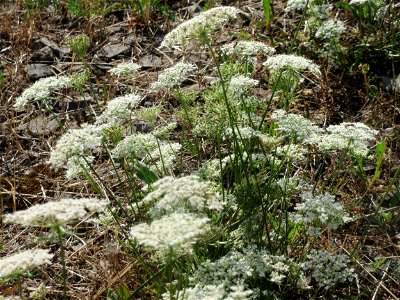 Wilde Möhre (Daucus carota) in Bruchmühlbach-Miesau