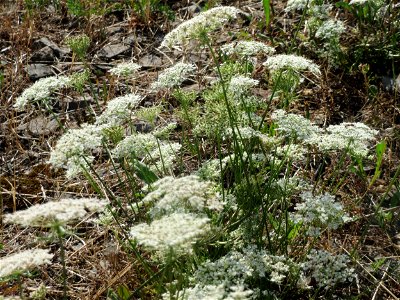 Wilde Möhre (Daucus carota) in Bruchmühlbach-Miesau photo