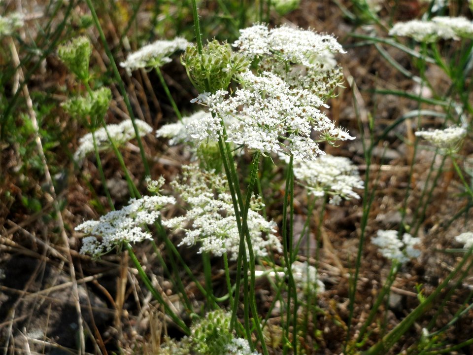 Wilde Möhre (Daucus carota) in Bruchmühlbach-Miesau