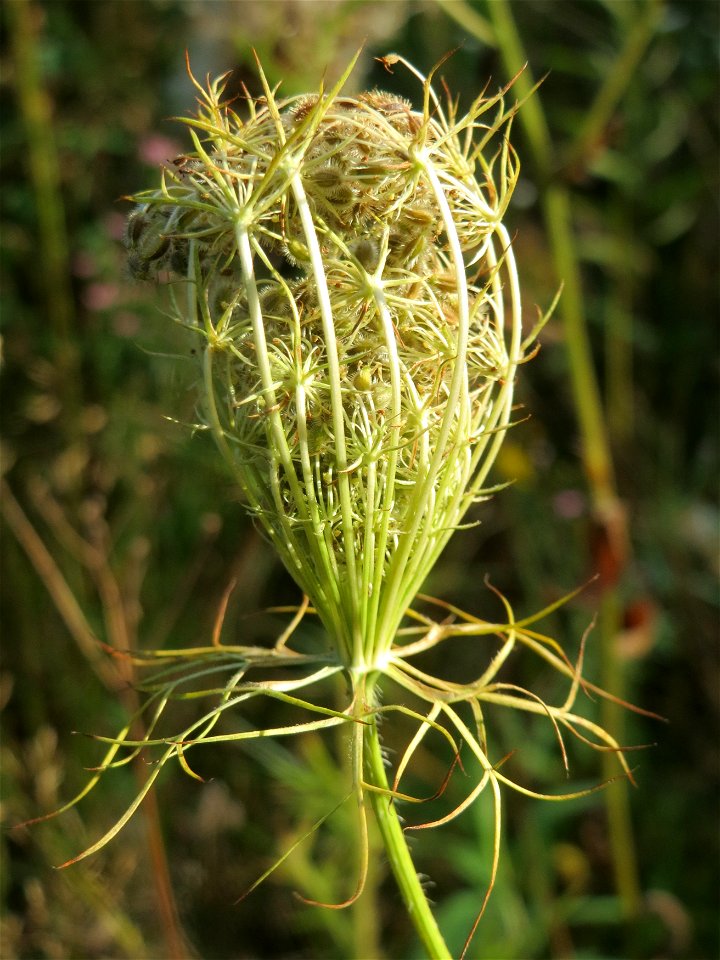 Wilde Möhre (Daucus carota) im Schwetzinger Hardt