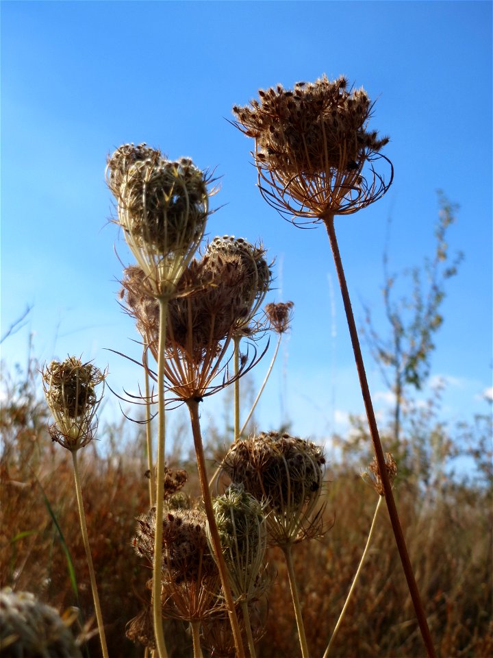 Wilde Möhre (Daucus carota) in Hockenheim