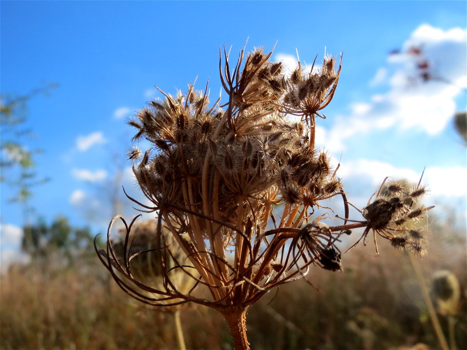 Wilde Möhre (Daucus carota) in Hockenheim