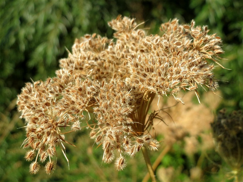 Wilde Möhre (Daucus carota) im Landesgartenschaupark Hockenheim photo