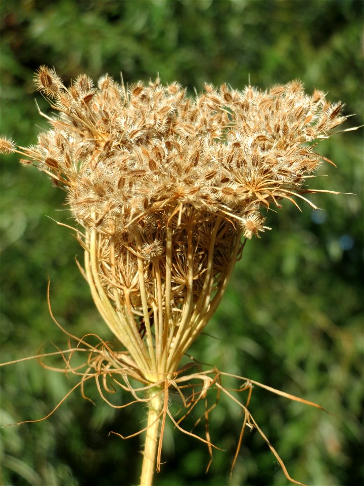 Wilde Möhre (Daucus carota) im Landesgartenschaupark Hockenheim
