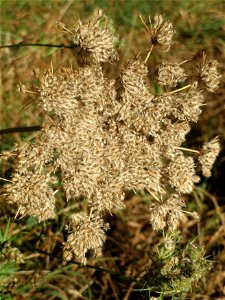 Wilde Möhre (Daucus carota) im Landesgartenschaupark Hockenheim