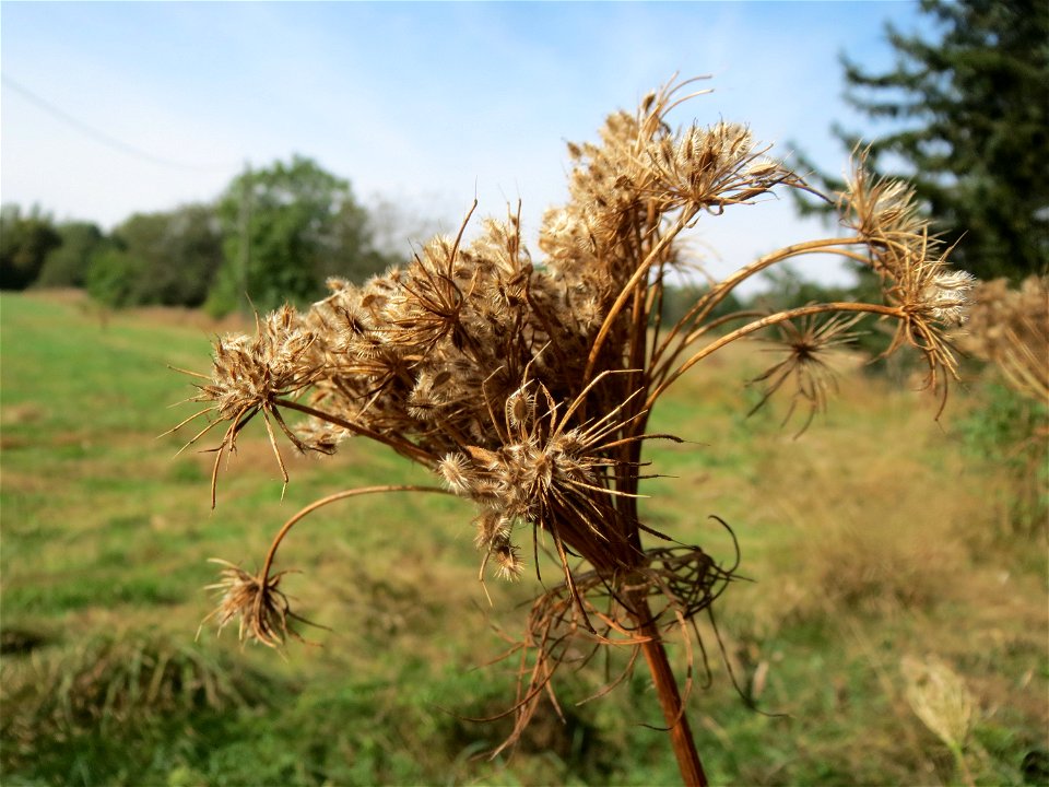 Wilde Möhre (Daucus carota) im Almet bei Sankt Arnual