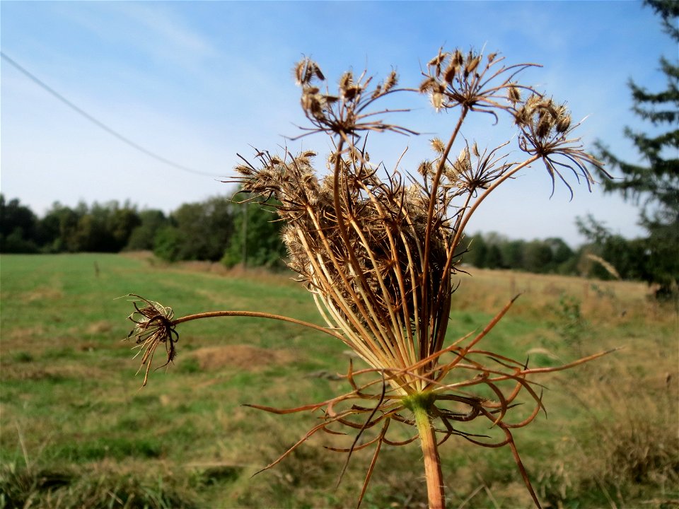 Wilde Möhre (Daucus carota) im Almet bei Sankt Arnual photo