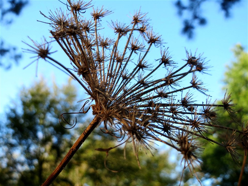 Wilde Möhre (Daucus carota) auf einer Rodungsfläche zwischen B36 und L722 im Schwetzinger Hardt