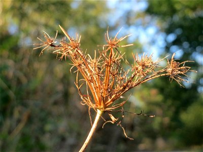 Wilde Möhre (Daucus carota) auf einer Rodungsfläche zwischen B36 und L722 im Schwetzinger Hardt photo