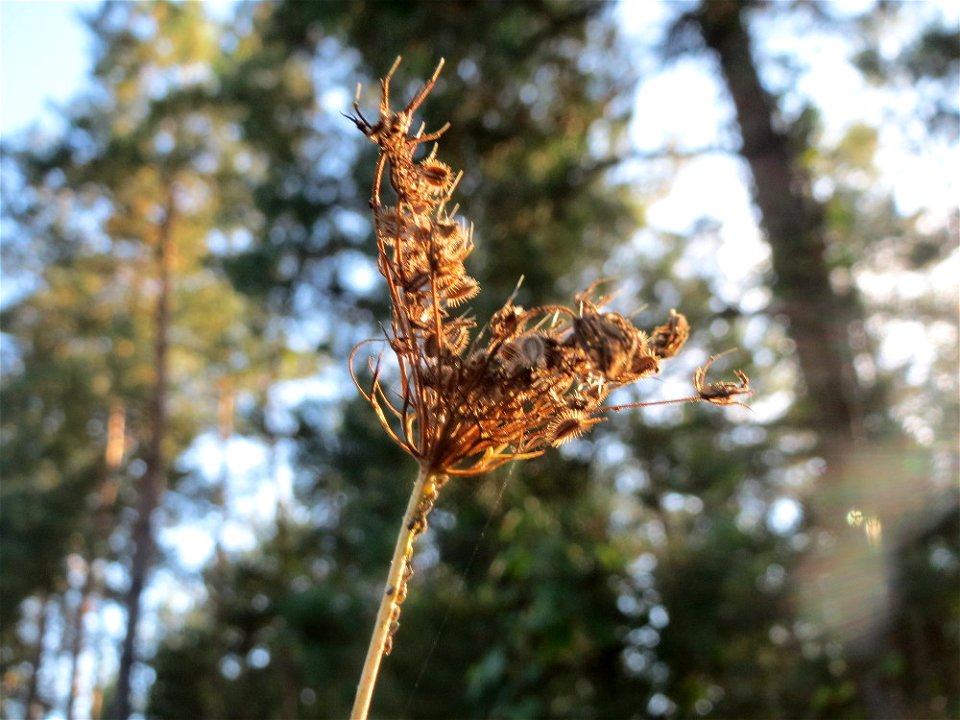 Wilde Möhre (Daucus carota) auf einer Rodungsfläche zwischen B36 und L722 im Schwetzinger Hardt photo