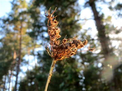 Wilde Möhre (Daucus carota) auf einer Rodungsfläche zwischen B36 und L722 im Schwetzinger Hardt