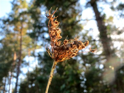 Wilde Möhre (Daucus carota) auf einer Rodungsfläche zwischen B36 und L722 im Schwetzinger Hardt photo