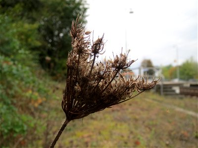 Wilde Möhre (Daucus carota) in Bruchmühlbach-Miesau