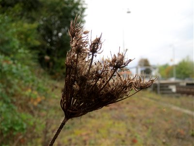 Wilde Möhre (Daucus carota) in Bruchmühlbach-Miesau photo