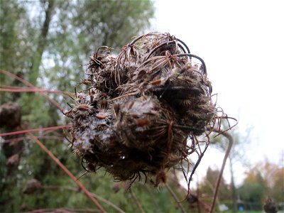 Wilde Möhre (Daucus carota) im Landesgartenschaupark Hockenheim