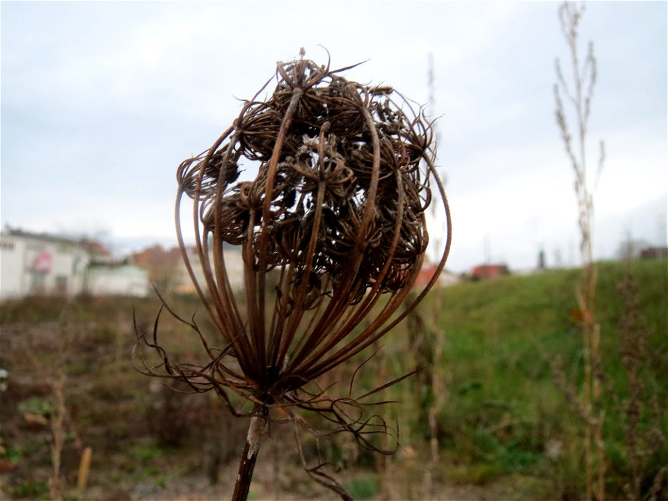 Wilde Möhre (Daucus carota) an einer Ruderal-Stelle am Messplatz in Hockenheim