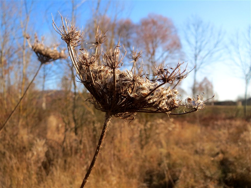 Wilde Möhre (Daucus carota) in Saarbrücken