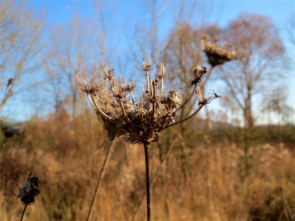 Wilde Möhre (Daucus carota) in Saarbrücken