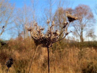 Wilde Möhre (Daucus carota) in Saarbrücken photo