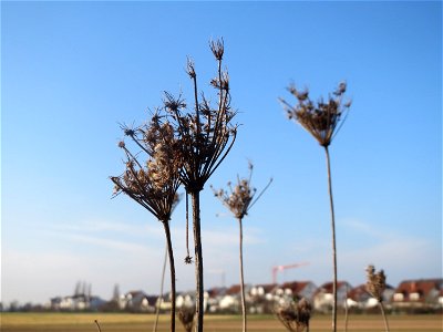 Typische Feldrandvegetation im Dezember: Wilde Möhre (Daucus carota) bei Hockenheim