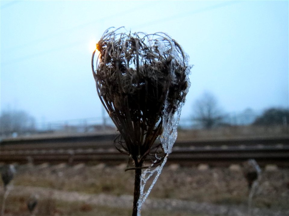 Wilde Möhre (Daucus carota) am Bahnhof Bruchmühlbach-Miesau