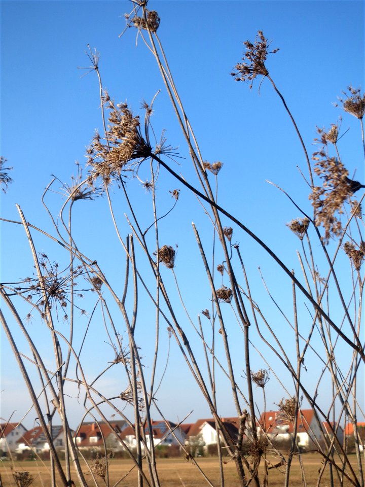Typische Feldrandvegetation im Dezember: Wilde Möhre (Daucus carota) bei Hockenheim