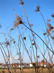 Typische Feldrandvegetation im Dezember: Wilde Möhre (Daucus carota) bei Hockenheim
