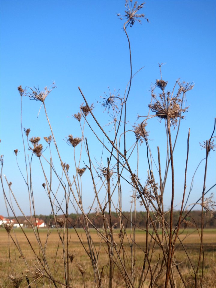 Typische Feldrandvegetation im Dezember: Wilde Möhre (Daucus carota) bei Hockenheim