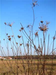 Typische Feldrandvegetation im Dezember: Wilde Möhre (Daucus carota) bei Hockenheim photo
