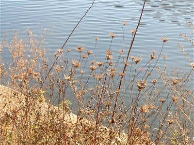 Wilde Möhre (Daucus carota) an der Saar in Saarbrücken