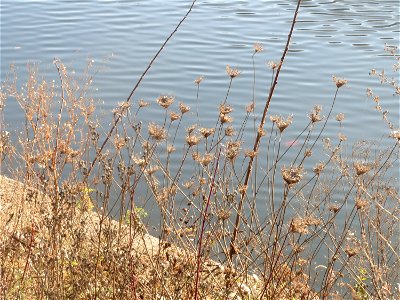 Wilde Möhre (Daucus carota) an der Saar in Saarbrücken photo