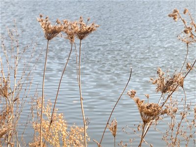 Wilde Möhre (Daucus carota) an der Saar in Saarbrücken
