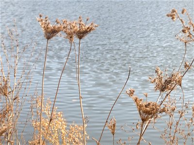 Wilde Möhre (Daucus carota) an der Saar in Saarbrücken photo