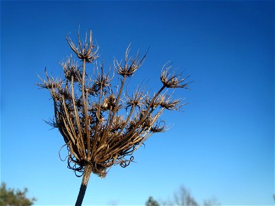 Mumienbotanik: Wilde Möhre (Daucus carota) an der A61 bei Hockenheim