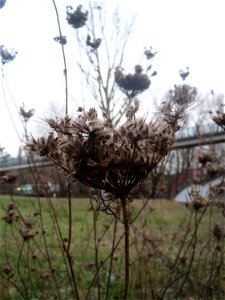 Wilde Möhre (Daucus carota) im Landesgartenschaupark Hockenheim