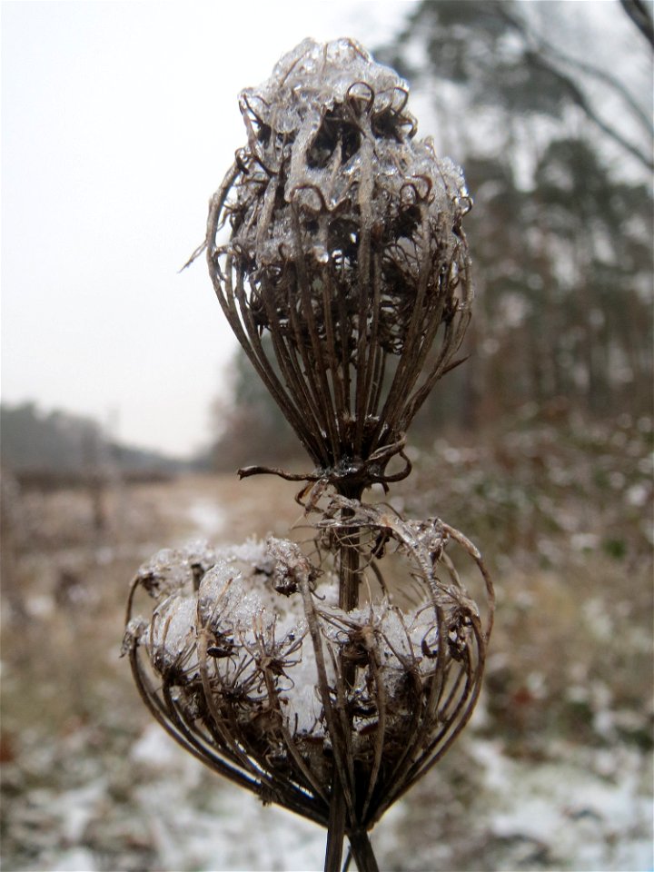 Wilde Möhre (Daucus carota) im Schwetzinger Hardt - an der Bahnstrecke Mannheim-Karlsruhe findet sich ein kleines Sandmagerrasen-Biotop mit typischer Binnendünen-Vegetation