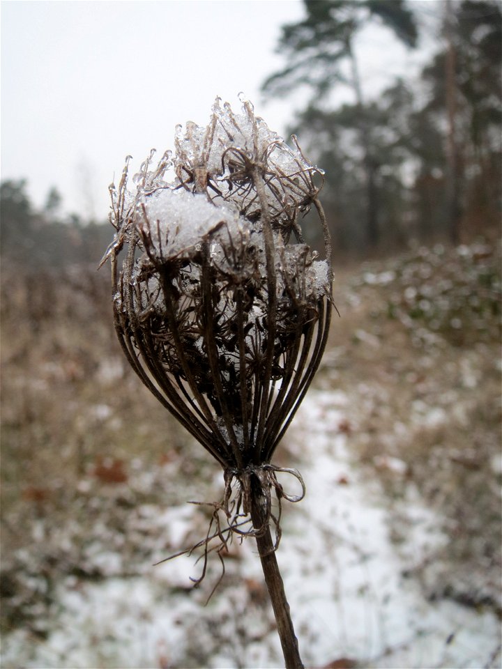 Wilde Möhre (Daucus carota) im Schwetzinger Hardt - an der Bahnstrecke Mannheim-Karlsruhe findet sich ein kleines Sandmagerrasen-Biotop mit typischer Binnendünen-Vegetation