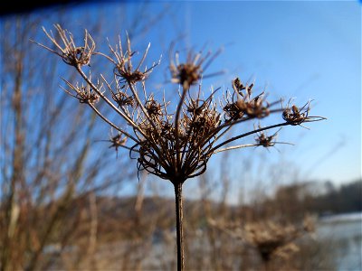 Mumienbotanik: Wilde Möhre (Daucus carota) am Osthafen Saarbrücken
