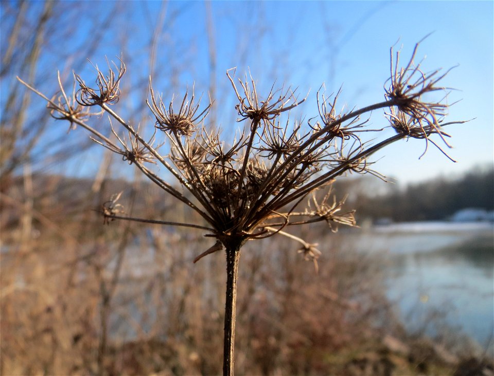 Mumienbotanik: Wilde Möhre (Daucus carota) am Osthafen Saarbrücken