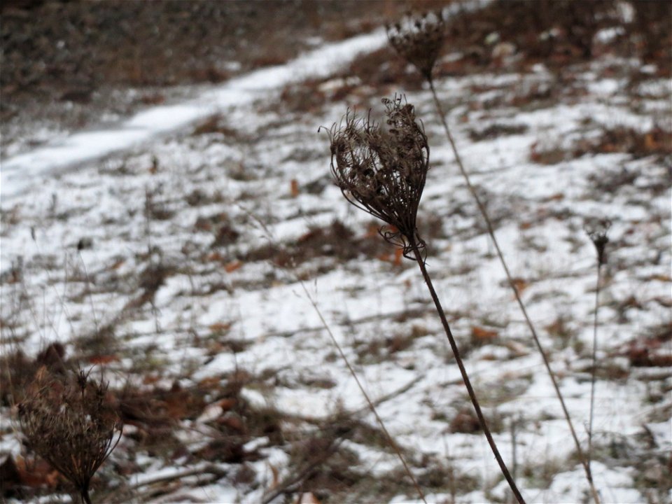 Wilde Möhre (Daucus carota) in Bruchmühlbach-Miesau