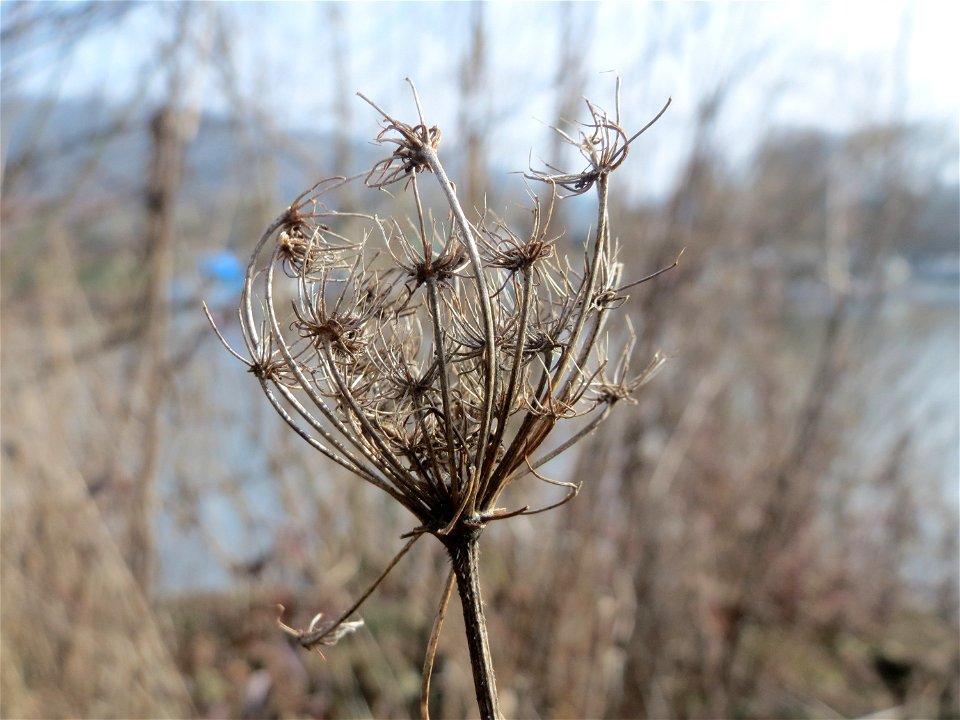 Mumienbotanik: Wilde Möhre (Daucus carota) am Osthafen Saarbrücken photo