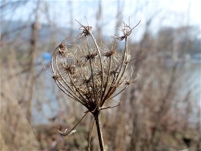 Mumienbotanik: Wilde Möhre (Daucus carota) am Osthafen Saarbrücken