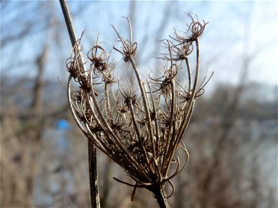 Mumienbotanik: Wilde Möhre (Daucus carota) am Osthafen Saarbrücken