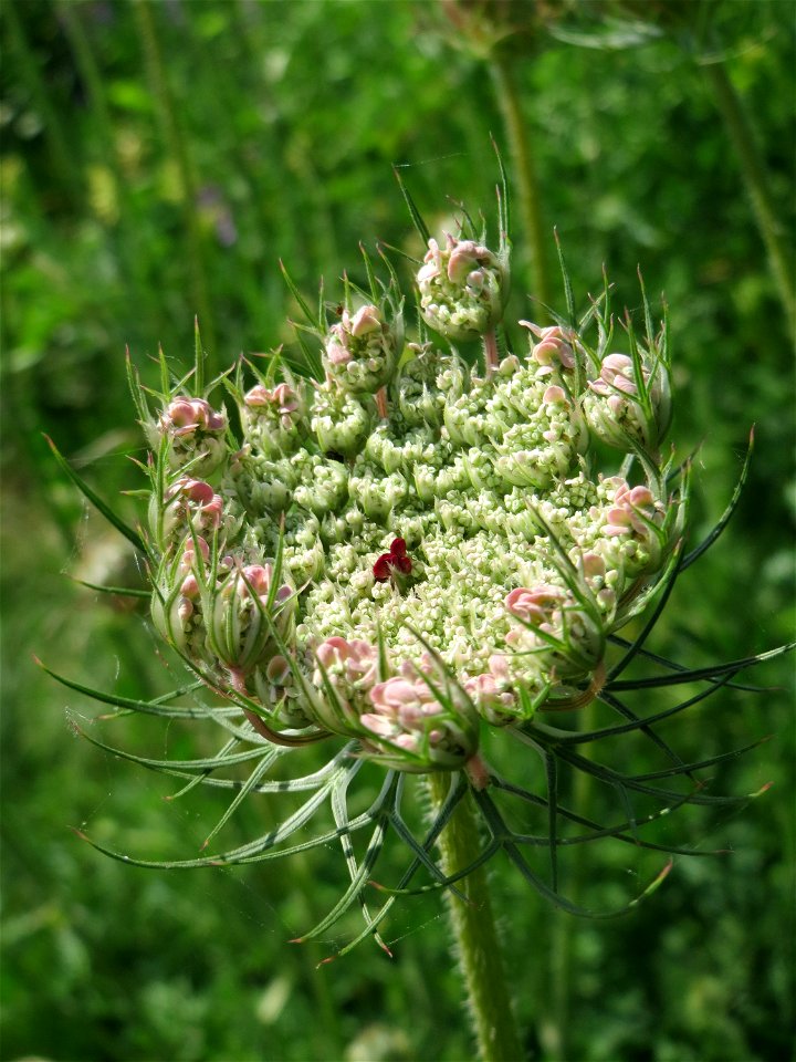 Wilde Möhre (Daucus carota) am Osthafen in Saarbrücken