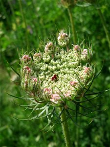 Wilde Möhre (Daucus carota) am Osthafen in Saarbrücken