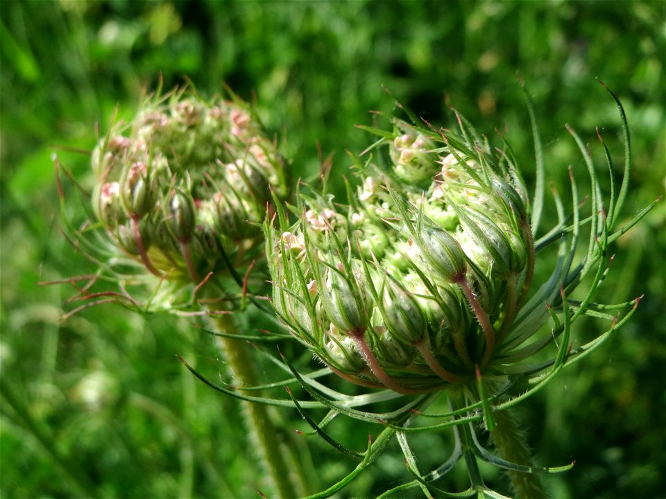 Wilde Möhre (Daucus carota) am Osthafen in Saarbrücken