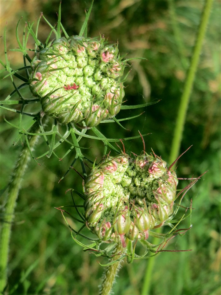 Wilde Möhre (Daucus carota) am Osthafen in Saarbrücken